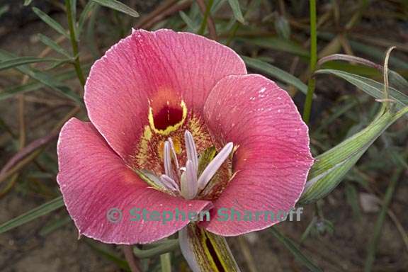 calochortus venustus 14 graphic